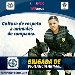 brigada.PNG