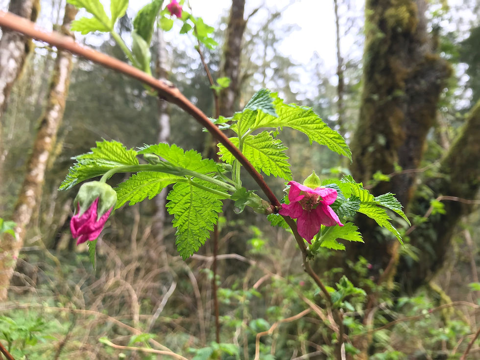 salmon berry flowers