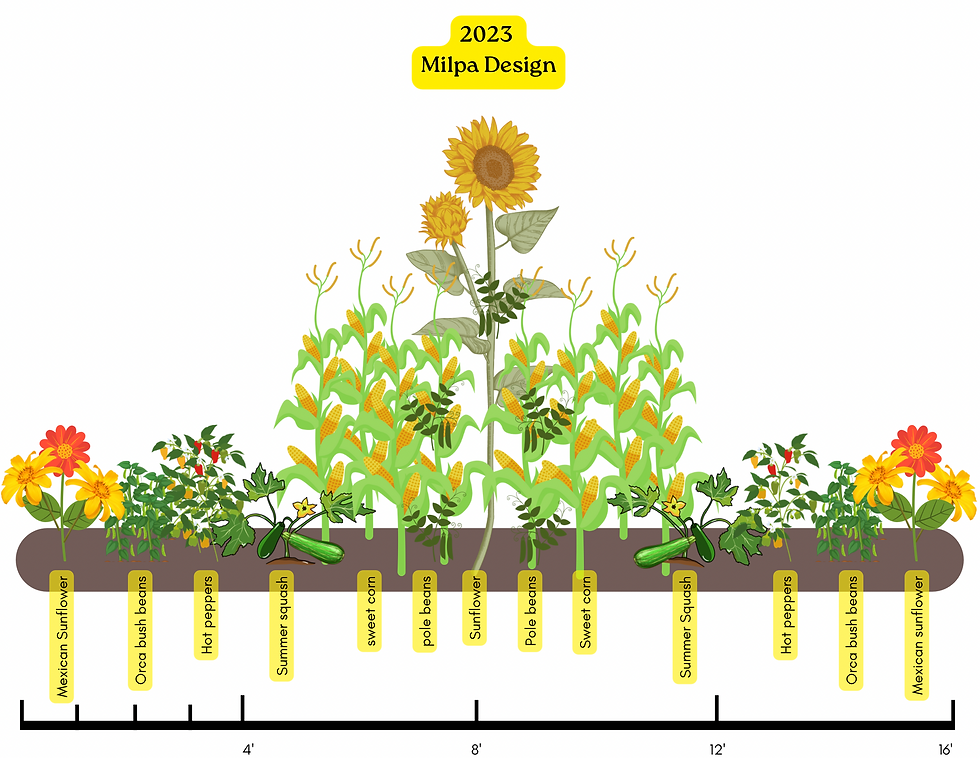 Milpa garden graphic design