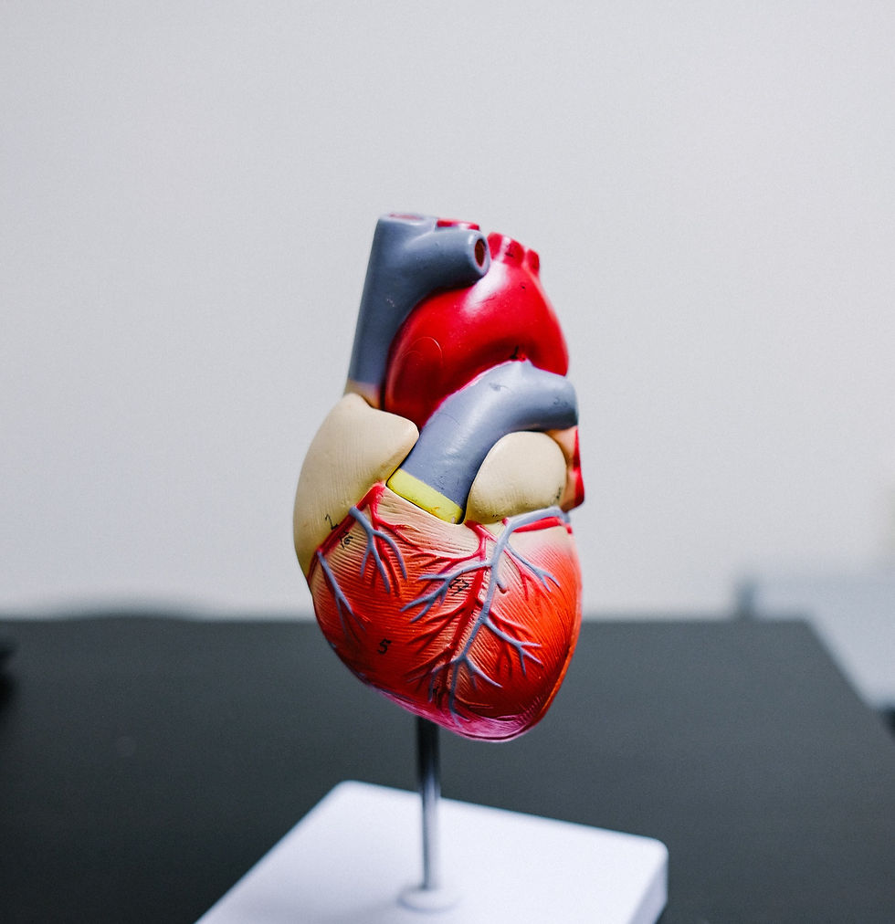 modelo de un corazon