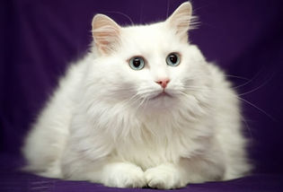 Bullying de coalizão