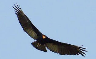 Free Boys - a operação carne podre