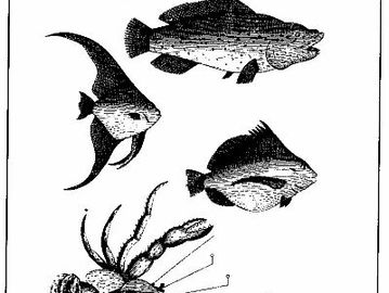 Uma ilustração de A Continuation of a Voyage to New Holland