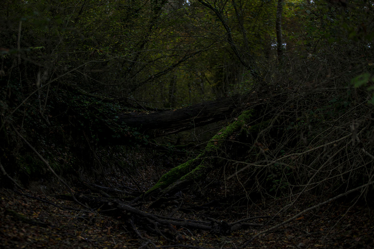 Arbre au sol