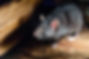 page-images-2020-09-1600458737024-rat+rodent+control+hurricane.jpg