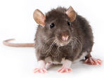 rat.jpg