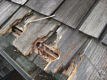 squirrel-damage-attics-roof.jpg