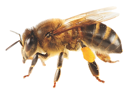 663-6631703_bees-transparent-africanized