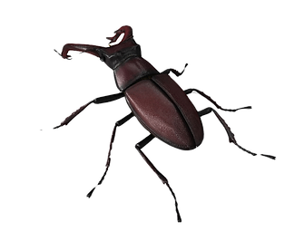 Screenshot%202021-02-11%20at%2010.14_edi