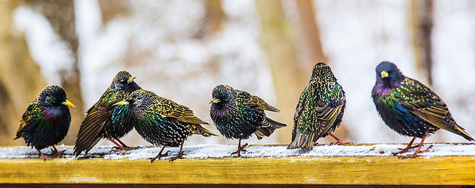 web_gbbc_8402_european_starling_rachel_w