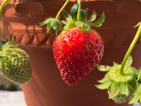 ãªãŒã¬ããã¯ãšãªãŒãã£ãª