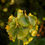 Thumbnail: "Ginko" earrings