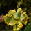 Thumbnail: "Ginko" earrings