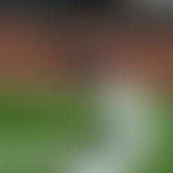 Yankees’ Patience Finally Paid Off With Bellinger Signing