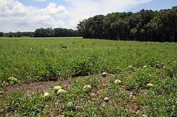 Caren on the Farm 3.jpg