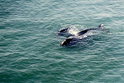 Right Whales.jpg