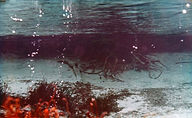 Scuba 8.jpg