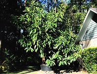 Rubber Tree.jpg