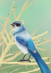 scrub jay.png