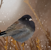 non flying desaturated.png