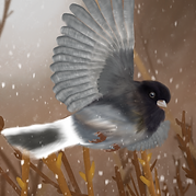 flying junco.png