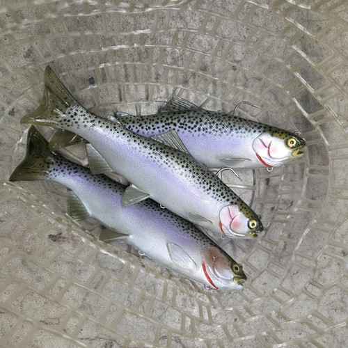 9.5" Magnum Trout ROF 6 - Image 9