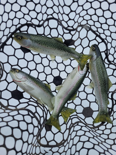 9.5" Floater Mag - Image 3