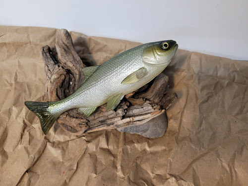 7" Weedless X-Minnow - Image 5