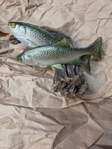 7" Weedless X-Minnow - Image 12