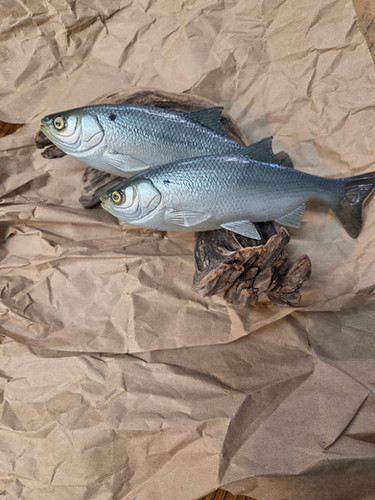 7" Weedless X-Minnow - Image 11