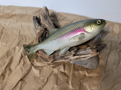 7" Weedless X-Minnow - Image 4