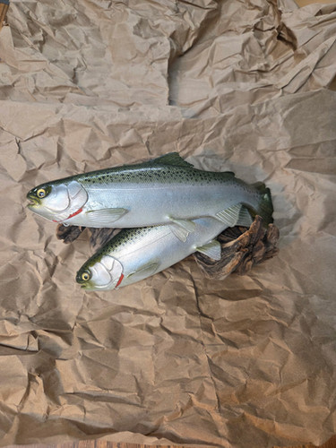 9.5" Floater Mag - Image 13