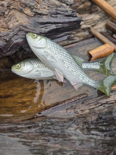 7" Weedless X-Minnow - Image 13