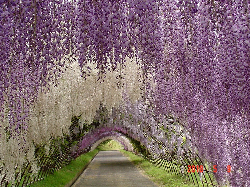 WisteriaTunnel_viaJeannieJeanie.jpeg