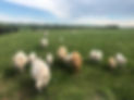 cows.jpg