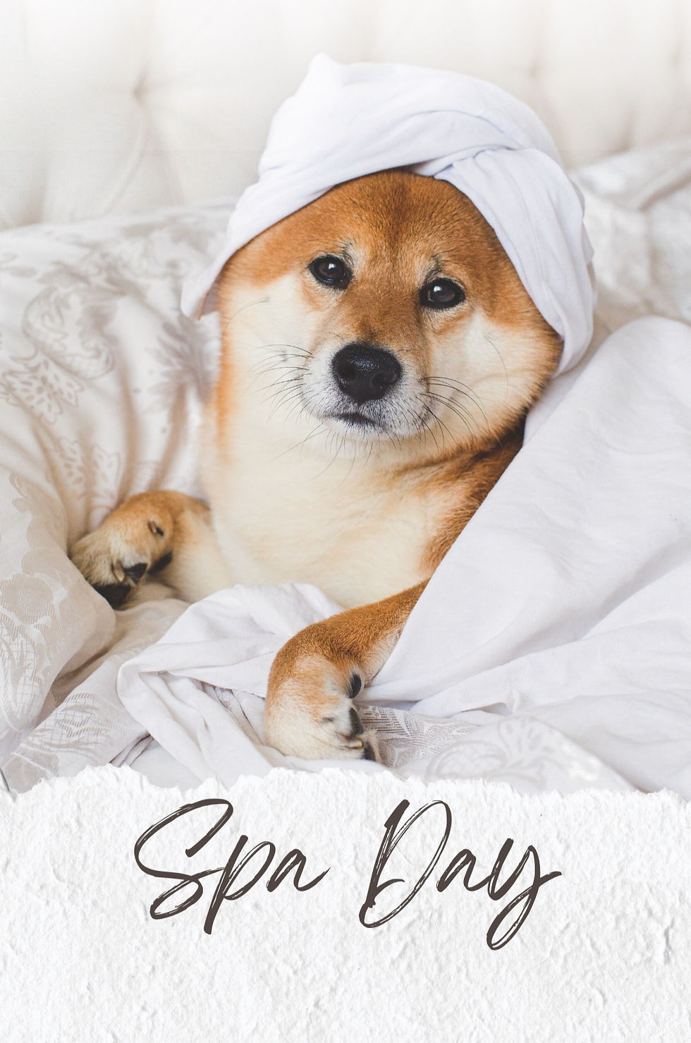 Doggie Spa Loving Paws Pet Services of Mid MO, LLC United States