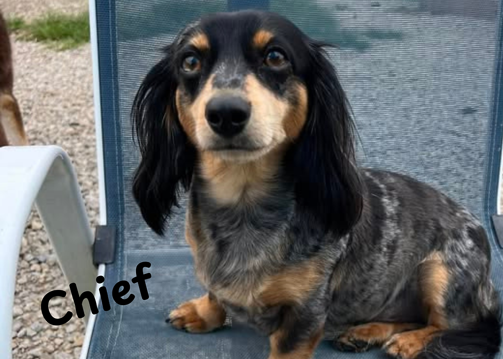 Chief