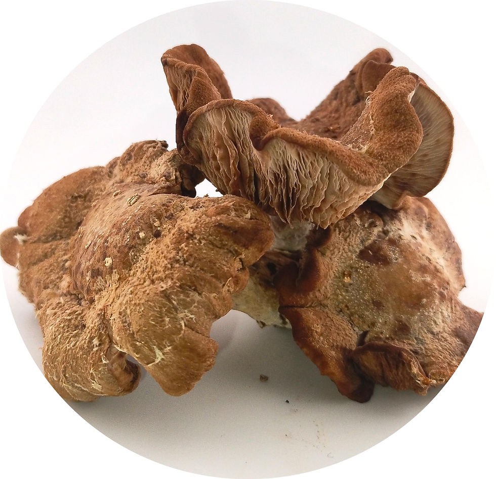 Thumbnail: Stajcar Stoneworks Premium Shiitake Liquid Flavoring – Concentrated Umami and