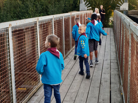 Beavers explore. 