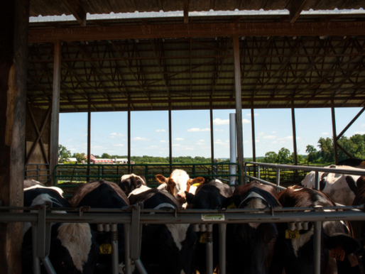 Family Divided Over Ambiguous Crop-Share Lease
