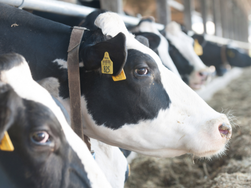 Important Discharge Permit Deadline for Operators of Animal Feeding Operations (AFOs)