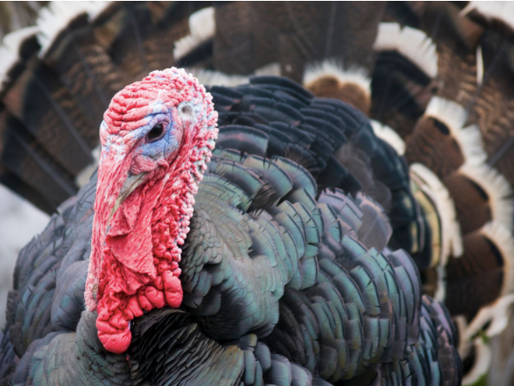 Happy Thanksgiving