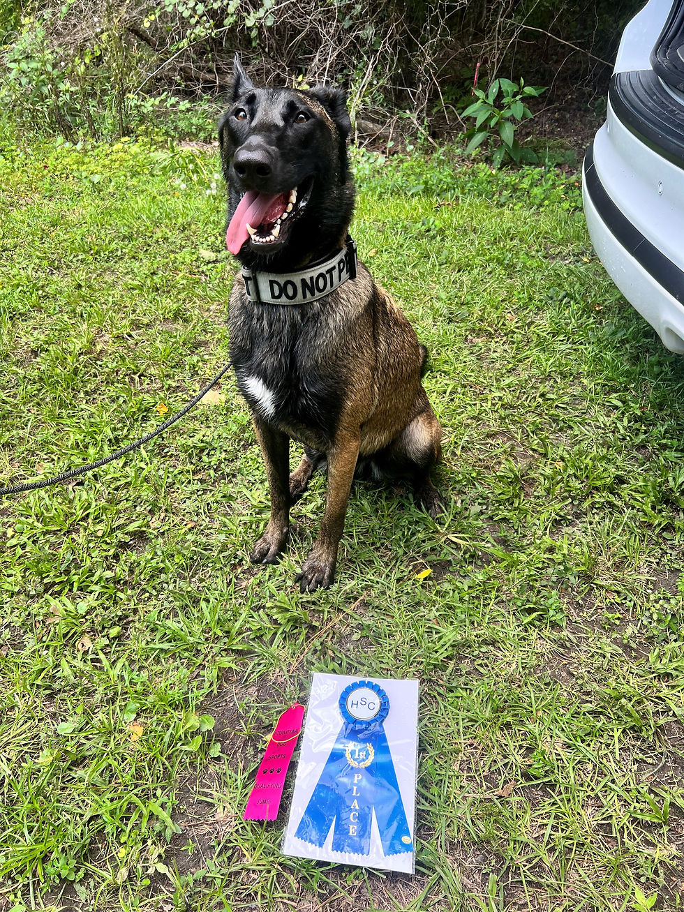Whiskey Tango's Luci Taking First Place at IDS Dock Diving Competition in FL