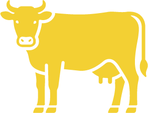 Dairy Cattle