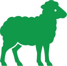Sheep