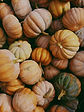 photo of orange and green squash lot_edited.jpg