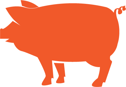 Swine