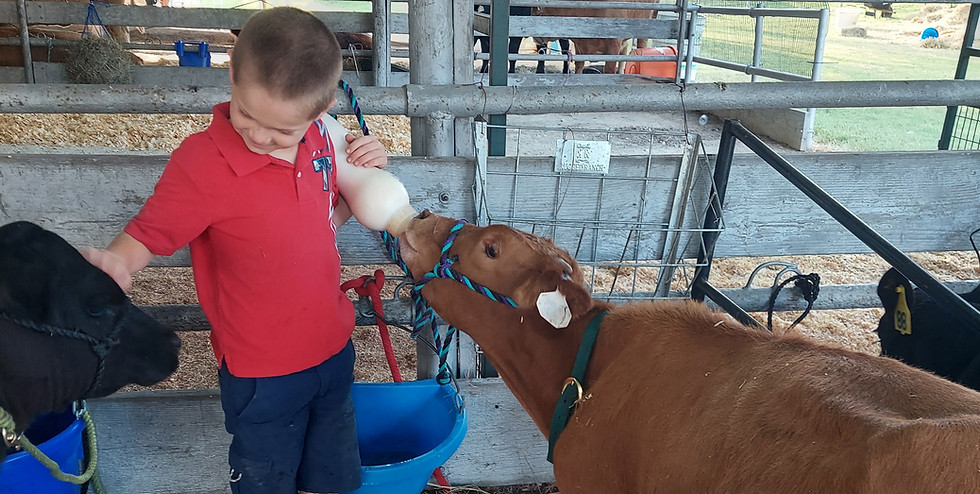 4-H Participant feeding steer