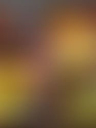 佳餚饗宴:味蕾的藝術之旅