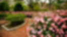 Roses-Long.jpg